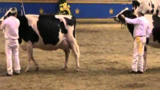 Canada National Holstein Show  Mature Cow [upl. by Terrilyn424]