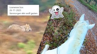 Er was een WOLF gezien en wij gingen op BUITENRIT 😟 VLOGMAS 2 🎄 [upl. by Laefar]