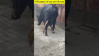 गादीUdder बड़ा करने की दवाई  Result Guranteed ✅ animals dairyfarm cow [upl. by Haidabo515]