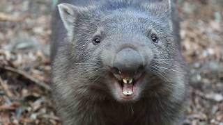 WOMBAT YELLING  The Australian Reptile Park [upl. by Niledam460]