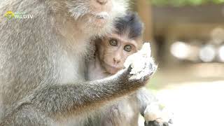 Baby Monkey Hug mom [upl. by Riana]