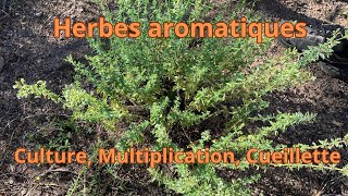 Herbes aromatiques culture multiplication et cueillette [upl. by Antoinetta]