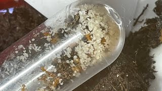 Lasius Flavus Brood Timelapse [upl. by Suzetta884]