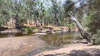 Toodyay Cobbler Pool Free Camp Near Perth Dog Friendly 66km From Midland Lovely Setting on the River [upl. by Carlick]