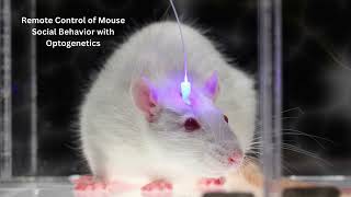 Remote Control of Mouse Social Behavior with Optogenetics [upl. by Libbna241]