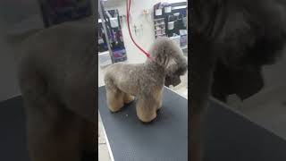 Peluquería canina caniche dominicana [upl. by Suivatna]