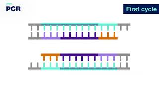 PCR 3D [upl. by Heiney749]