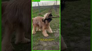 10 Facts About the Briard Dog shorts [upl. by Remmos]