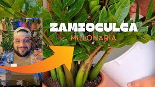 Riego De Zamioculca Y Como Hacer Para Que Sus Hojas Brillen  Planta Millonaria [upl. by Annyrb]