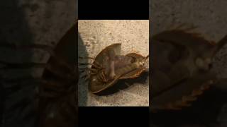 450 Million Years of Survival Horseshoe Crabs Revealed youtubeshorts [upl. by Dnalyar]