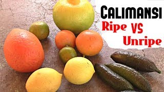 Calamansi Ripe vs Unripe comparison  Weird Fruit Explorer Ep 255 [upl. by Nanette412]