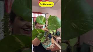 7 Plants with Big Leaves  बड़े पत्तों वाले पौधे shorts [upl. by Virgina]