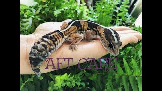 African Fat Tail Gecko Care [upl. by Kinny]