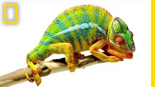 Beautiful Footage Chameleons Are Amazing  National Geographic [upl. by Lyrahc]