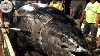 How to Make Bluefin Tuna into The Most Luxurious Japanese Food Sashimi  Tuna Farming Technology [upl. by Adnal]