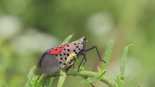 Spotted lanternfly invasion Insect now living in at least 12 Ohio counties [upl. by Weinrich789]