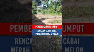 PEMBERSIHAN RUMPUT PERSIAPAN TANAM CABAI MERAH KERITING DAN MELON [upl. by Haral]