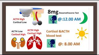 Hypopituitarisme Hyperpituitarisme amp Médical Chirurgical Hypophysectomie Glande endoceine 3 mn [upl. by Einnal]