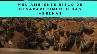 Meu Ambiente Risco de Desaparecimento das Abelhas [upl. by Walke]