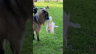 pans thoughts on Halloween costumes for the goats goats goat goatlings goatday [upl. by Nahsed]