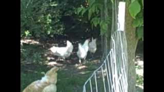 Raising White Leghorn Chickens httpwwwthebackyardchickencoopcom [upl. by Shiekh]