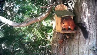 Docs multiple Red Squirrels Runny Darras Hall NE20 6th Sept 2023 [upl. by Felten26]