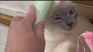 【tonkinese】relax time love brush トンキニーズ [upl. by Suitangi799]