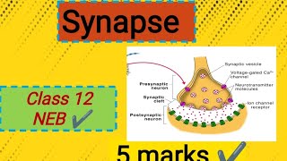 Synapse  Class 12 zoology  NEB 2081 [upl. by Wixted]