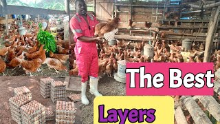 The Best egg laying Chickensl why Hyline Brown ISA Brown and Lohmann sande are the best chickens [upl. by Florida]