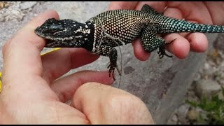 4K Rainbow Yarrows Spiny Lizard Catching Amazing Pet Reptiles in NV CA AZ NM USA Herping HD [upl. by Necaj335]