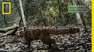 Elusive Marbled Cat Filmed  National Geographic [upl. by Bainbrudge944]