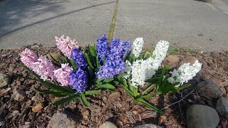 How to grow hyacinths with all updates [upl. by Coplin]