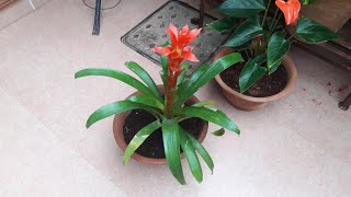 How to Grow and Care Guzmania Plant  Fun Gardening  26 Sep 2017 [upl. by Schmeltzer158]