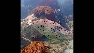 Coral City Camera  Scrawled Filefish Moonwalk 2  31524 [upl. by Vachill]