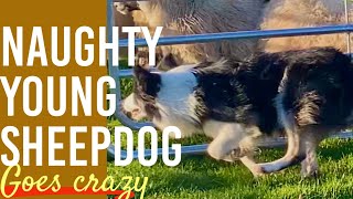 BORDER COLLIE sheepdog learns to herd SHEEP  first lesson amp goes crazy [upl. by Auof743]