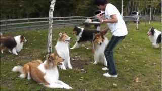 Rough Collie meeting in Japan ： ＭＬオフ会2012 NO1 [upl. by Munmro]