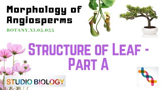 Class 11Botany LectureDiscuss The Structure Of Leaf With Diagram Or Morphology333 [upl. by Eanahs]