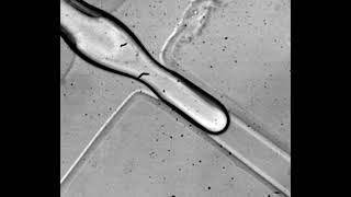 BeadsonString structure observed during the breakup of a viscoelastic fluid thread [upl. by Aynodal]