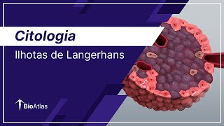 Ilhotas de Langerhans  Pâncreas Endócrino  Citologia  BioAtlas [upl. by Nyleahcim]