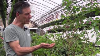 Growing Mulberries in Containers [upl. by Eicrad549]