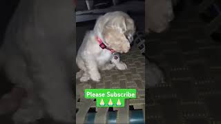 Beautiful Small Dog Breed American Cocker Spaniel shorts trending dog doglover viralvideo dogs [upl. by Adyaj]