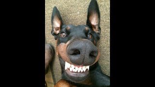 50 MINUTES OF DOBERMAN funny doberman videos [upl. by Edwin]