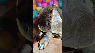 Turtle 🐢 ne ajj apna pura gradn dikal ye bhut shubh hota hai turtle petsvloganimalsinmyhousemeetm [upl. by Yllatan]