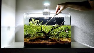 Planted Betta Fish Tank Setup  Weekly Aquarium Maintenance [upl. by Nniroc]