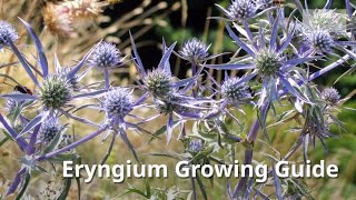 Eryngium Growing Guide Sea Holly by GardenersHQ [upl. by Lindgren]