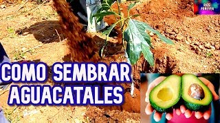 CÓMO SEMBRAR AGUACATE HASS  🥑 TUTORIAL🥑 [upl. by Sibel737]