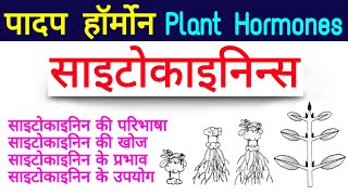 Cytokinin plant hormone  Padap harmon in hindi  Plant Hormones  साइटोकाइनिन्स Cytokinins [upl. by Donetta]