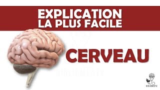 lexplication la plus facile  le Cerveau [upl. by Pascia]