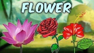 Learn English Flower Names With Pictures  Characteristics Of Different Flowers  Educational Videos [upl. by Lyn]