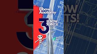 The 3 Bones Of The Elbow Joint Explained [upl. by Amerak401]